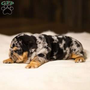 Stephen, English Bulldog Puppy